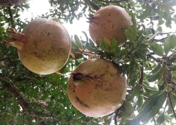 HERCEGOVINA JE ZAVJET