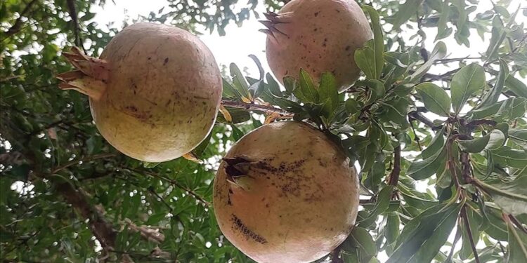 HERCEGOVINA JE ZAVJET