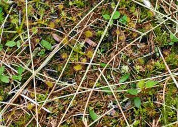 Nevesinjsko polje krije rijetku biljku mesožderku